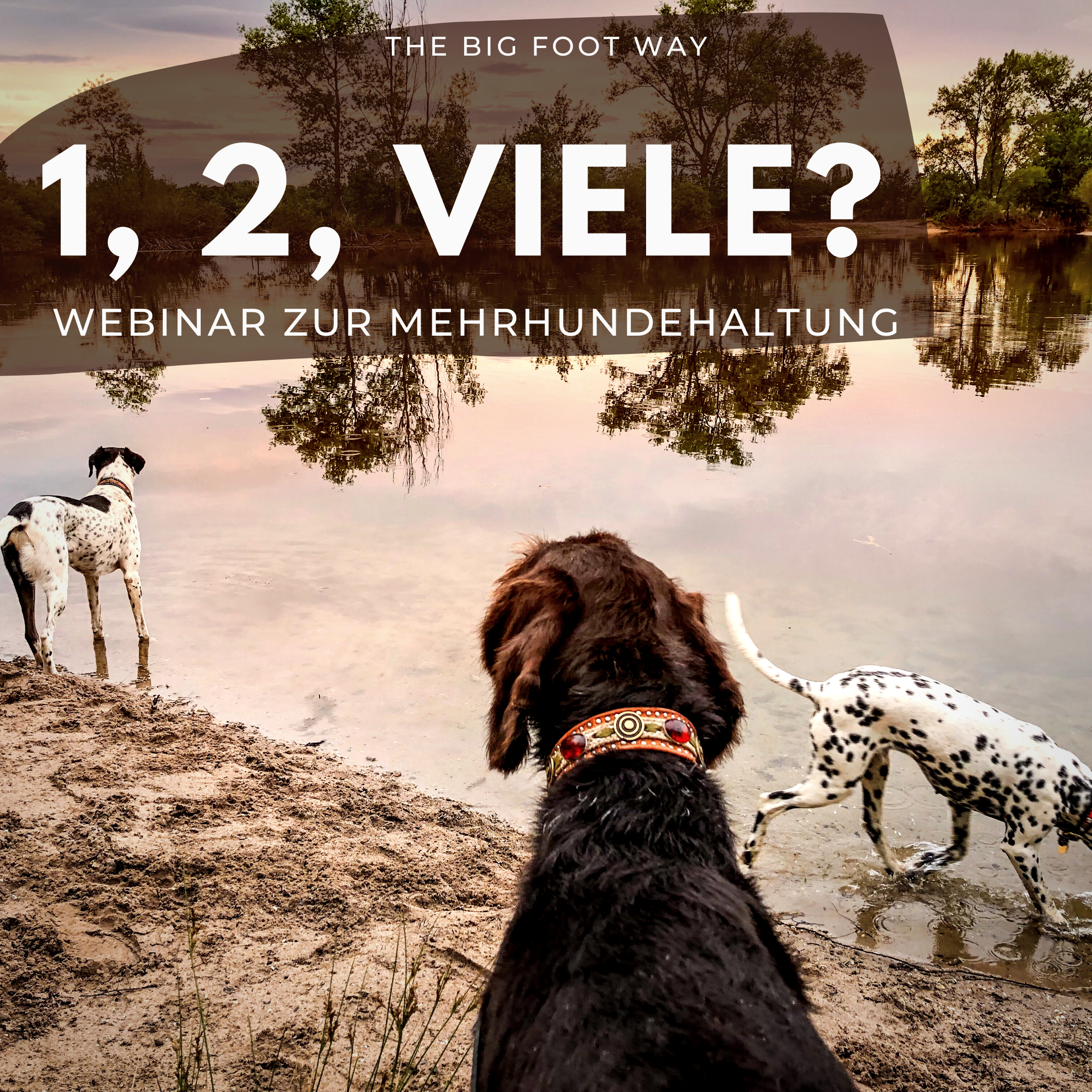 Online Seminar zur Mehrhundehaltung Online Seminar zur Mehrhundehaltung