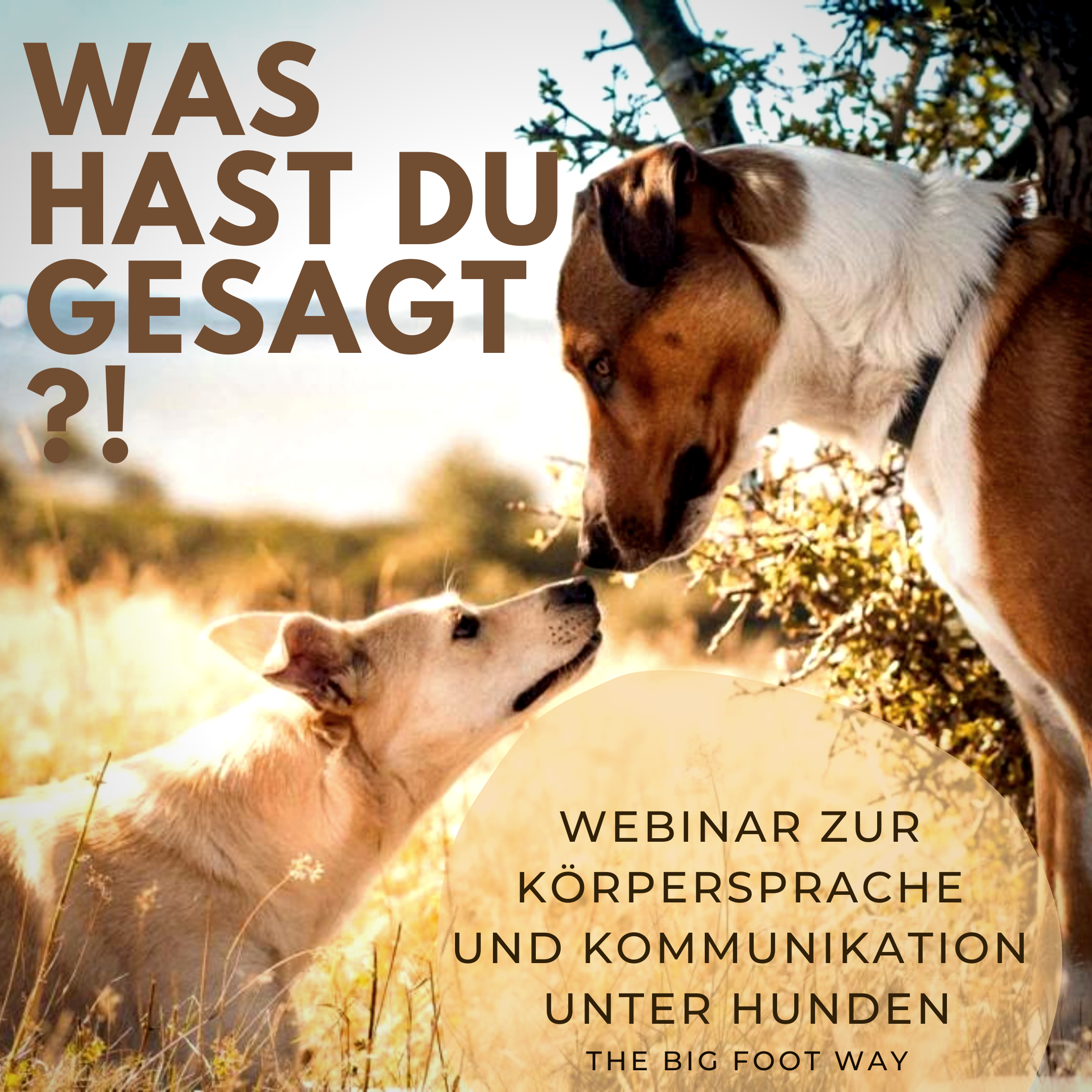 körpersprache beim hund körpersprache beim hund
