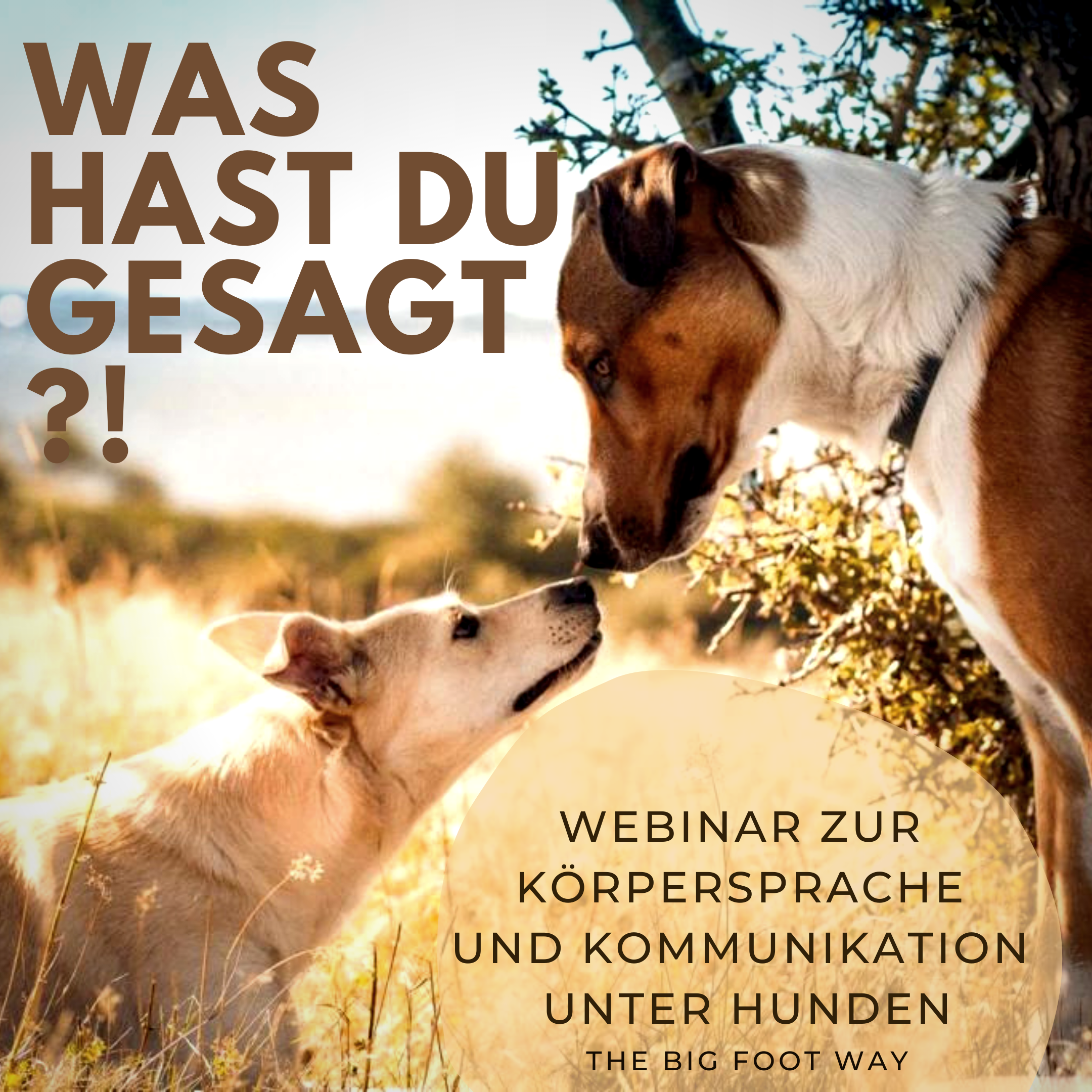 körpersprache beim hund