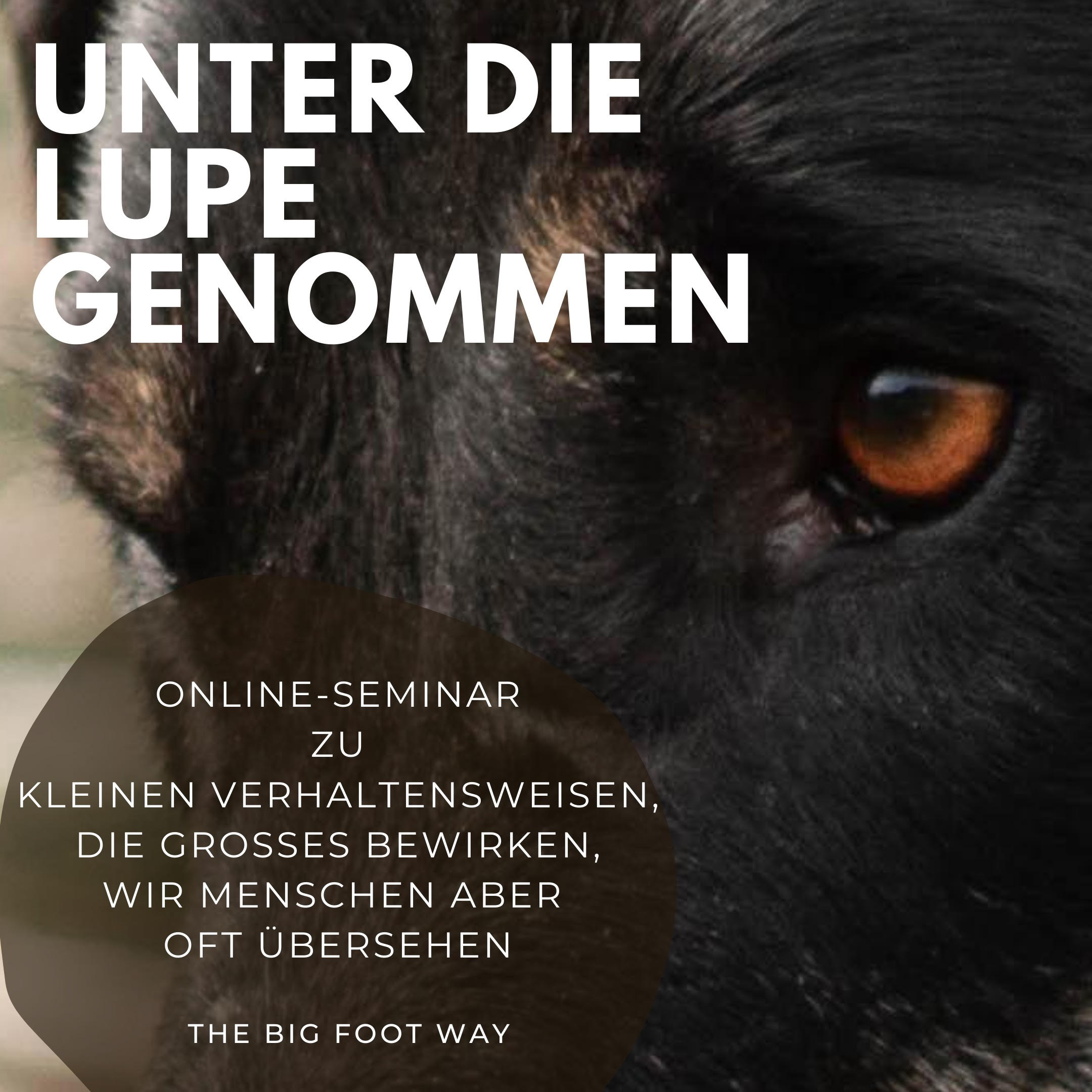 hundeverhalten analysieren