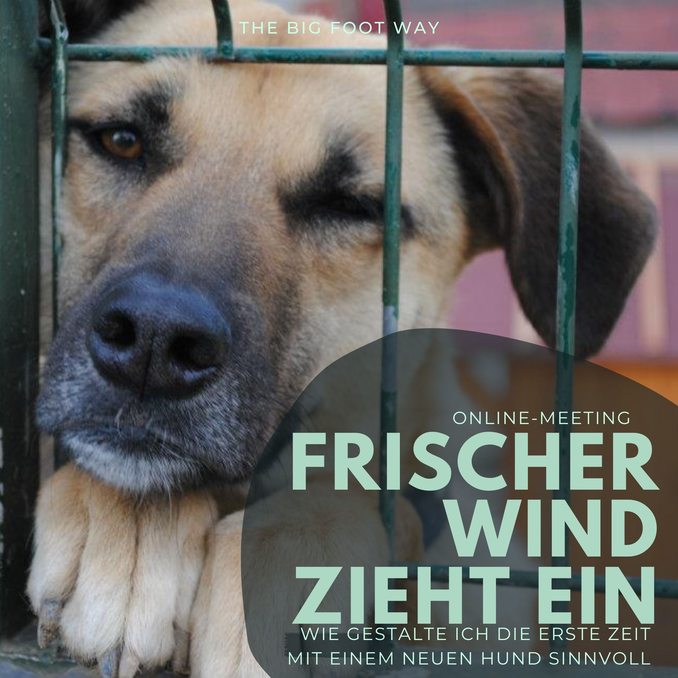 Neuer Hund zieht ein