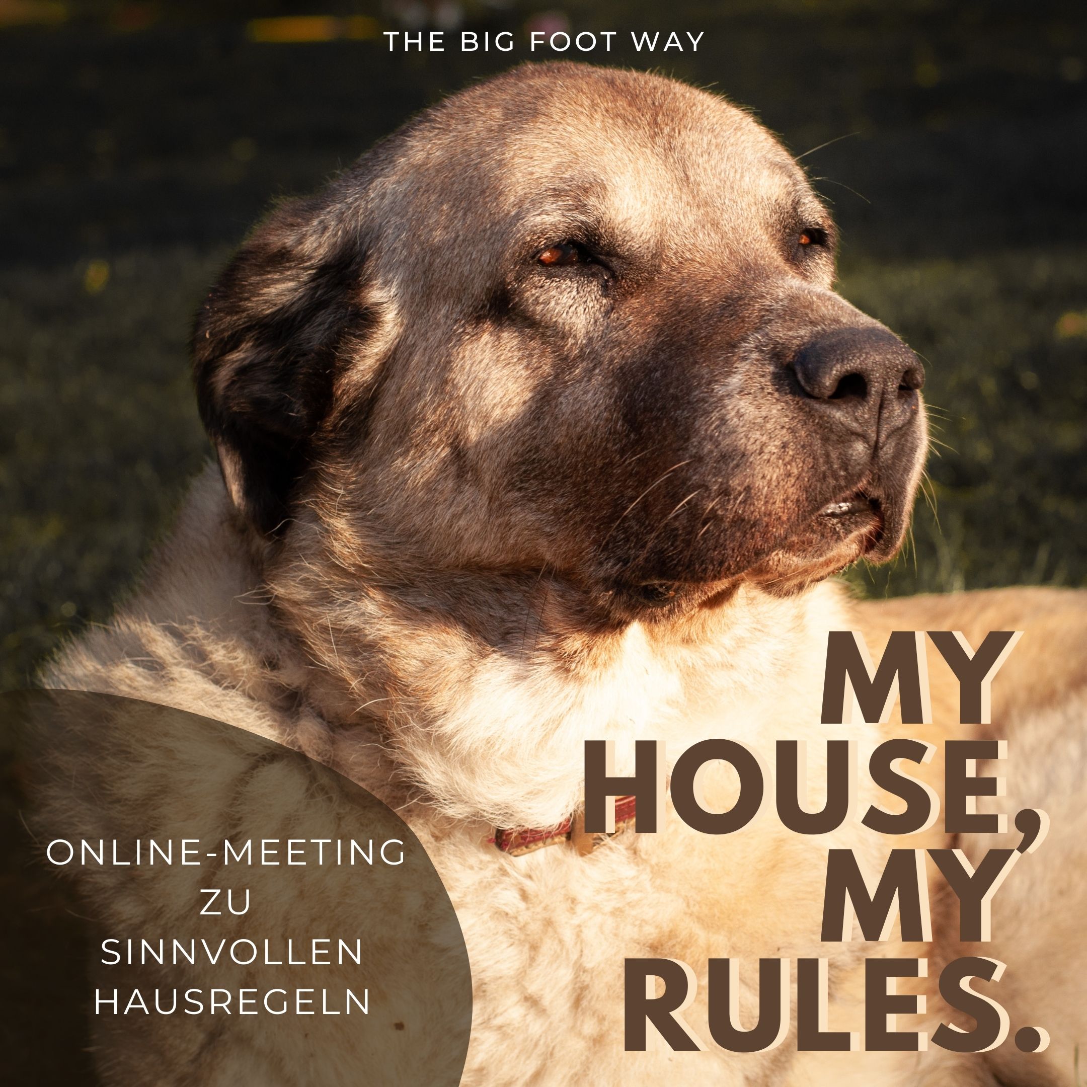 Regeln für Hunde Regeln für Hunde